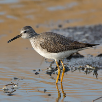 Lesser Yellowlegs